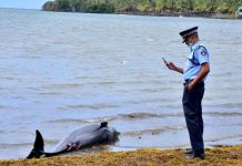 Τα 38 έχουν φτάσει τα νεκρά δελφίνια στον Μαυρίκιο από την πετρελαιοκηλίδα που προκάλεσε ιαπωνικό πλοίο