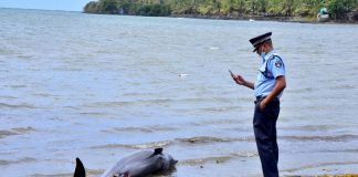 Τα 38 έχουν φτάσει τα νεκρά δελφίνια στον Μαυρίκιο από την πετρελαιοκηλίδα που προκάλεσε ιαπωνικό πλοίο