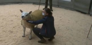 Αυτό είναι το ακριβότερο πρόβατο του κόσμου -Πουλήθηκε έναντι 408.000 ευρώ (βίντεο)