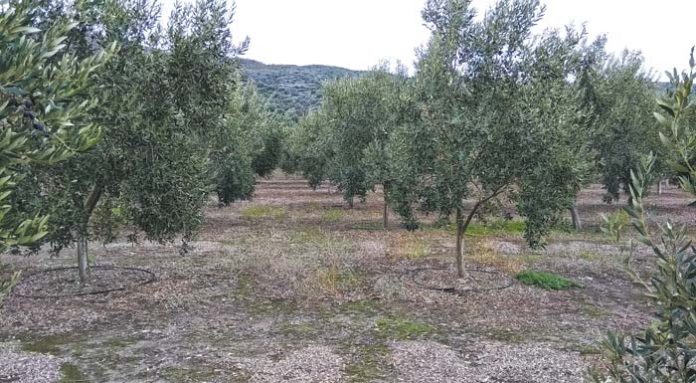 elia-prasini