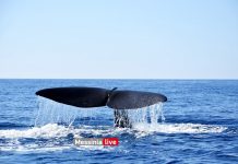 Φάλαινα φυσητήρας 20 μέτρων στην Ανατολική Μάνη