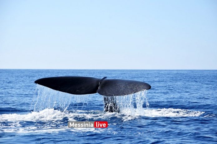 Φάλαινα φυσητήρας 20 μέτρων στην Ανατολική Μάνη