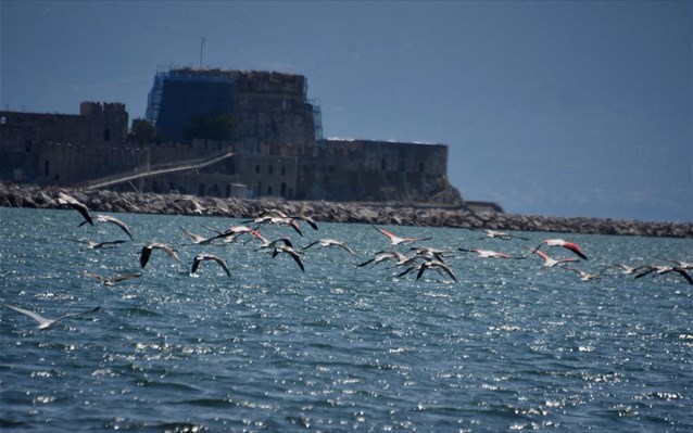 «Μάγεψαν» το Ναύπλιο τα φλαμίνγκο που εμφανίστηκαν σε υδροβιότοπο