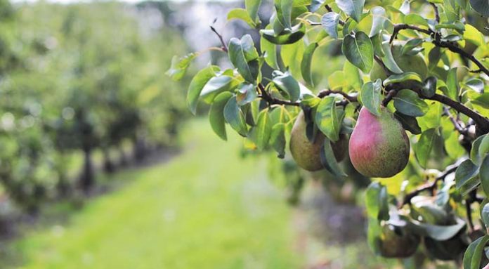 pear-orchard