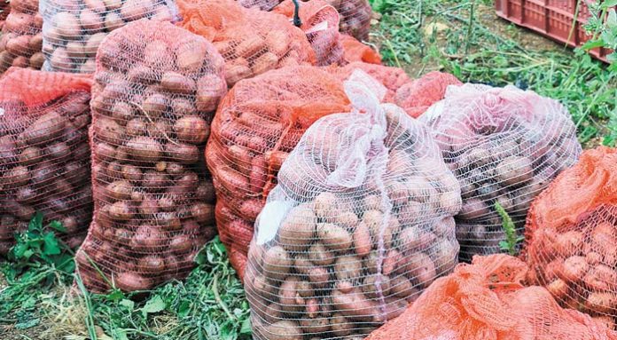 sakia-patates