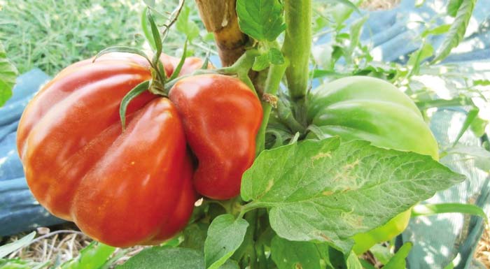 chondrokatsari-i-paradosiaki-poikilia-ntomatas-me-ta-idiaitera-charaktiristika-205259