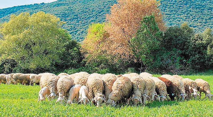 sto-fek-i-apofasi-gia-to-programma-epitirisis-katarroikou-pyretou-provatou-gia-to-2023-208496