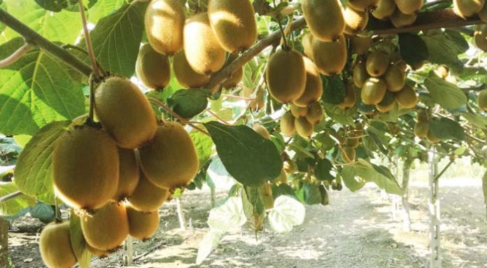 aktinidia