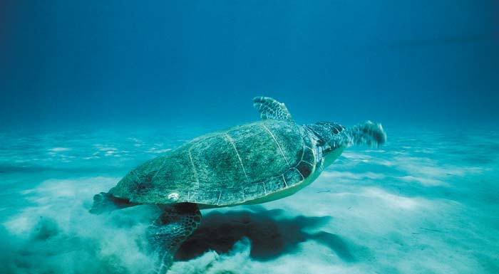 ekkolapsi-neosson-thalassias-chelonas-caretta-caretta-207056