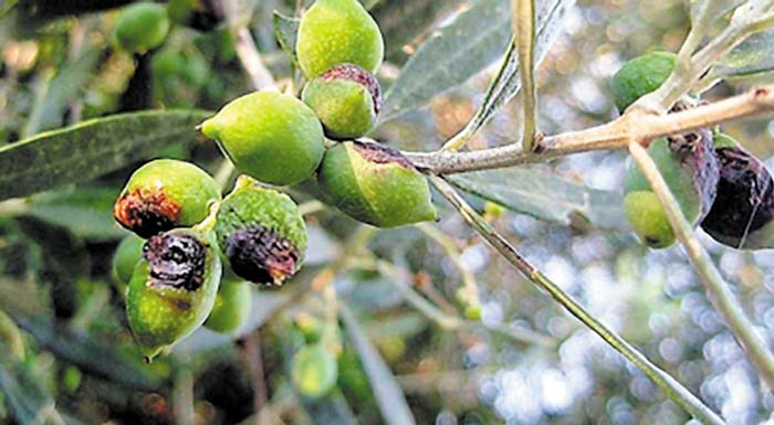 eip-agri-pos-i-technologia-antimetopizei-tis-astheneies-pou-talanizoun-tin-kalliergeia-tis-elias-206844