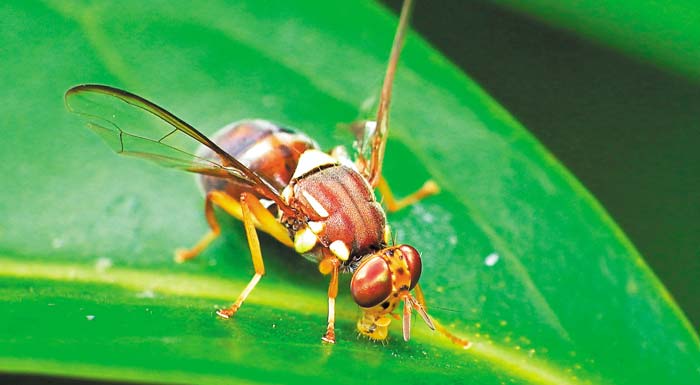 chamiles-paramenoun-oi-ptiseis-tou-dakou-stis-perissoteres-perioches-206845