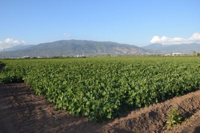 Ελληνικά Όσπρια: Στη Μεσσηνία ξανακαλλιεργούν ροβίτσα 40 χρόνια μετά (Βίντεο - φωτός) Ελληνικά Όσπρια: Στη Μεσσηνία ξανακαλλιεργούν ροβίτσα 40 χρόνια μετά (Βίντεο - φωτός)