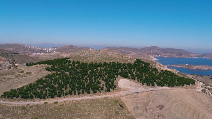ena-dasos-gennietai-stin-patmo-206871
