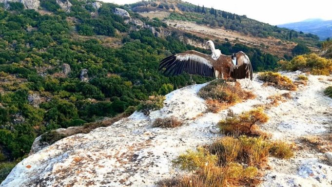 kriti-petaxan-xana-pros-tin-eleftheria-tria-agria-ptina-209065