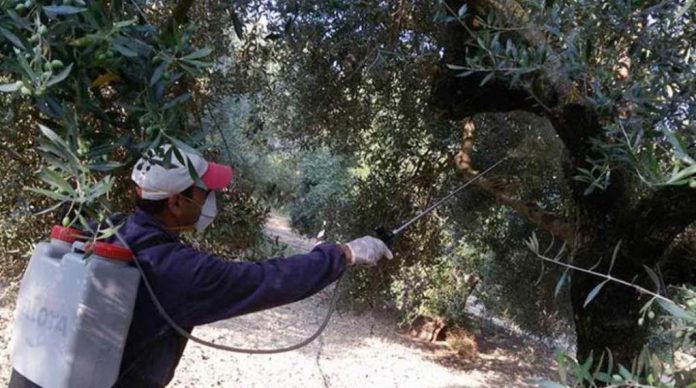 Προτάσεις της Περιφέρειας Βορείου Αιγαίου για την δακοκτονία