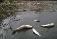 Λάρισα: Γέμισε νεκρά ψάρια ο Πηνειός