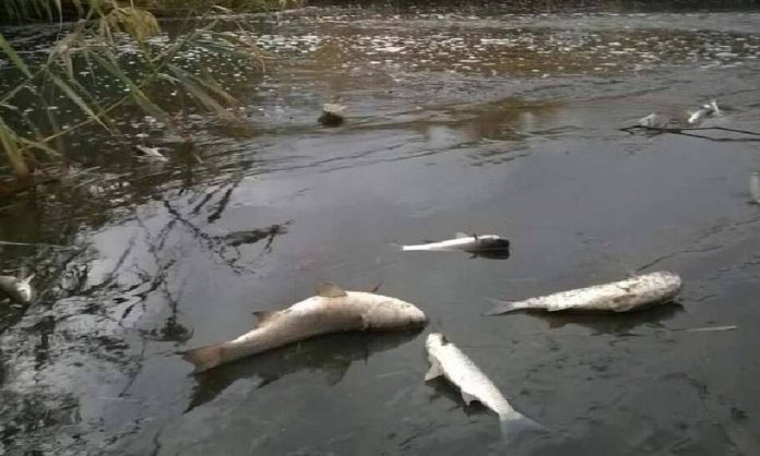 Λάρισα: Γέμισε νεκρά ψάρια ο Πηνειός