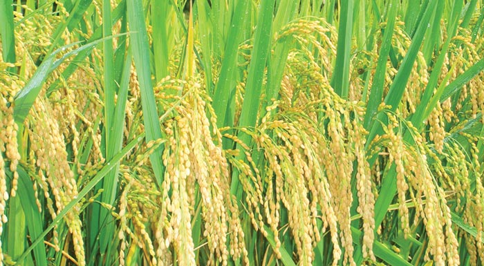 h-chalastra-mia-apo-tis-kyrioteres-promitheftries-ryziou-sti-chora-diekdikei-agores-ektos-e-e-207621