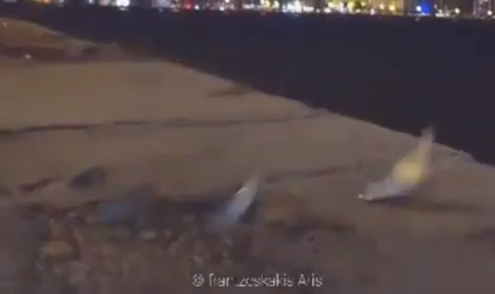Σαρδέλες βγήκαν στη στεριά - Γέμισε η παραλία Θεσσαλονίκης (βίντεο) Σαρδέλες βγήκαν στη στεριά - Γέμισε η παραλία Θεσσαλονίκης (βίντεο)