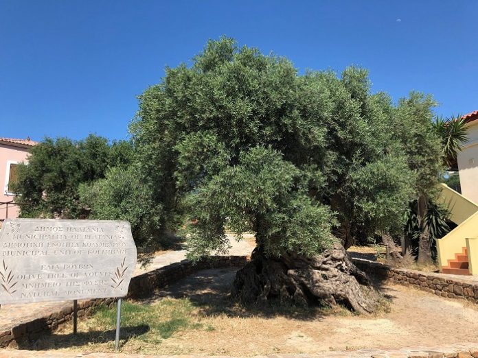 Χανιά: Ντοκιμαντέρ με θέμα το κρητικό λάδι και την ελιά από το γερμανικό τηλεοπτικό δίκτυο RTL