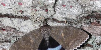 Στο Τσερνόμπιλ ανακάλυψαν πεταλούδα σε μέγεθος πουλιού