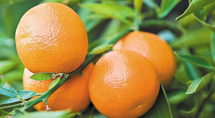incofruit-hellas-me-kanonikous-gia-tin-epochi-rythmous-i-exagogi-esperidoeidon-211607