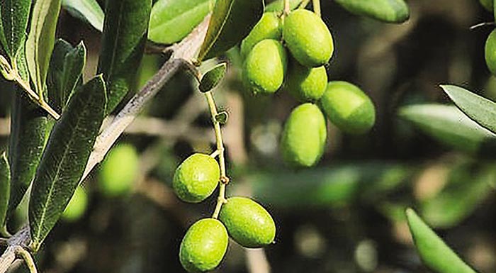 ypomnima-gia-tin-elaiokomia-sto-plaisio-tis-neas-kap-ypevale-sto-ypaat-o-sedik-212337