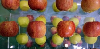 Εξαγωγή 20 τόνων κινεζικών μήλων στην Ιταλία, στο πλαίσιο συμβολαίου εξαγωγών 500 τόνων