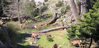 Ελαφάκι νεκρό στη Πάρνηθα - Διαβάστε από τι πέθανε!