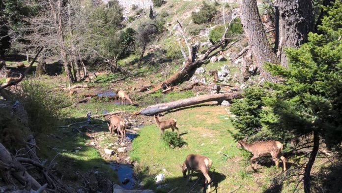 Ελαφάκι νεκρό στη Πάρνηθα - Διαβάστε από τι πέθανε! Ελαφάκι νεκρό στη Πάρνηθα - Διαβάστε από τι πέθανε!