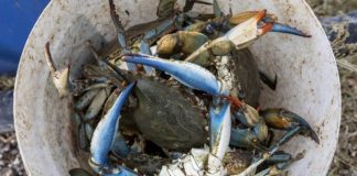 ΕΛΚΕΘΕ: Τα μπλε καβούρια διαταράσσουν την ισορροπία στον κόλπο της Ελούντας