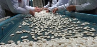 Έλλειψη εργατικών χεριών και «ελληνοποιήσεις» απειλούν τη φασολοπαραγωγή Πρεσπών, λέει ο πρόεδρος του συνεταιρισμού «Πελεκάνος»
