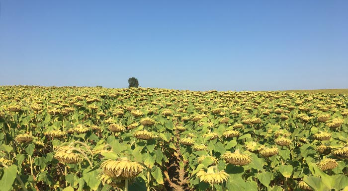alexandroupoli-entones-entomologikes-prosvoles-se-kalliergeies-sto-tychero-soufliou-212256