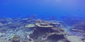Κλιματική αλλαγή: Εξαφανίστηκαν τα μισά κοράλλια σε 25 χρόνια