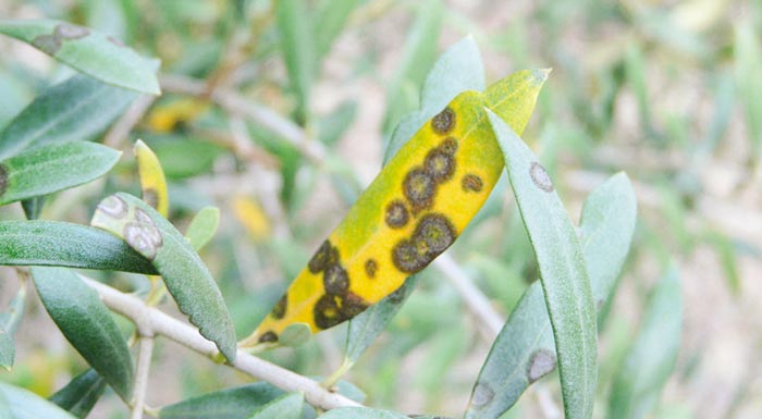 evnoikes-oi-kairikes-synthikes-gia-tin-anaptyxi-pathogonon-kai-astheneion-tis-elias-211431