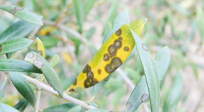 elia-symvoules-gia-tin-apofygi-kyklokoniou-gloiosporiou-kai-kapnias-to-epomeno-diastima-212675