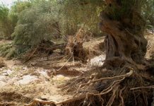 «Μίνι τυφώνας» στη Μεσσηνία, προκάλεσε ζημιές σε καλλιέργειες