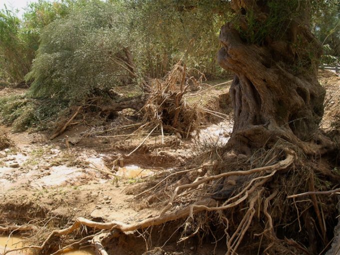 «Μίνι τυφώνας» στη Μεσσηνία, προκάλεσε ζημιές σε καλλιέργειες