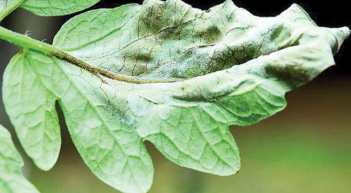 epitrapezia-ntomata-kai-angouri-thermokipiou-evnoikes-oi-kairikes-synthikes-gia-tin-anaptyxi-peronosporou-kai-oidiou-212148