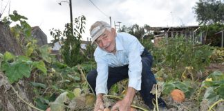 Ροδόπη: Κολοκύθια «γίγαντες» στον μπαξέ ενός ηλικιωμένου αγρότη