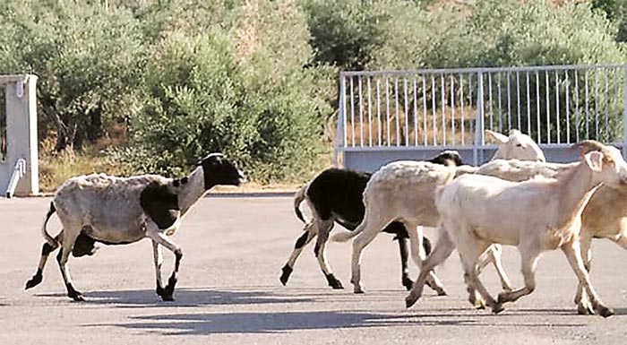 ypaithros-chora-efimerida-gia-tin-agrotiki-anaptyxi-kai-oikonomia-212908