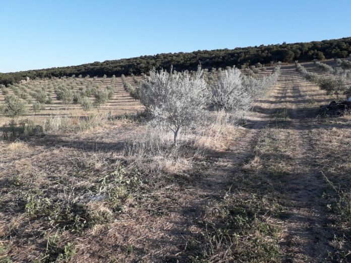 Διάκριση για ελαιόλαδο από πρότυπους ελαιώνες στη Φθιώτιδα, σε συνεργασία με το Πανεπιστήμιο Πατρών Διάκριση για ελαιόλαδο από πρότυπους ελαιώνες στη Φθιώτιδα, σε συνεργασία με το Πανεπιστήμιο Πατρών