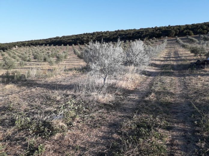 Διάκριση για ελαιόλαδο από πρότυπους ελαιώνες στη Φθιώτιδα, σε συνεργασία με το Πανεπιστήμιο Πατρών