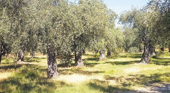 elleipsi-ergaton-dakos-chalazi-kai-eboriki-sigi-charaktirizoun-tin-elaiokomia-214285