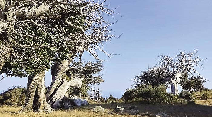 karystos-antidraseis-apo-oikologikes-organoseis-gia-paremvaseis-se-aionovio-kastanodasos-212712