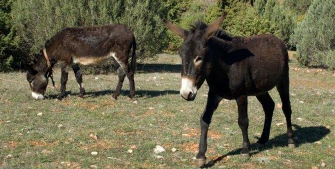 kozani-i-farma-pou-paragei-gala-gaidouras-stin-oinoi-katakta-nees-agores-213417