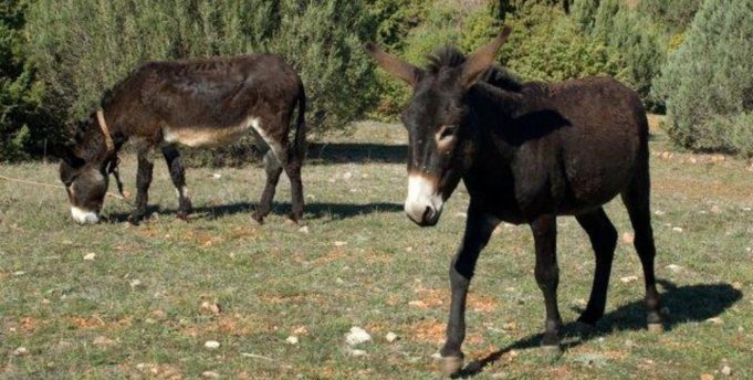 Κοζάνη: Η Φάρμα που παράγει γάλα γαϊδούρας, στην Οινόη κατακτά νέες αγορές