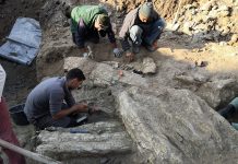 Μυτιλήνη: Δεκατέσσερις εντυπωσιακοί απολιθωμένοι κορμοί δέντρων, βρέθηκαν στο Σίγρι