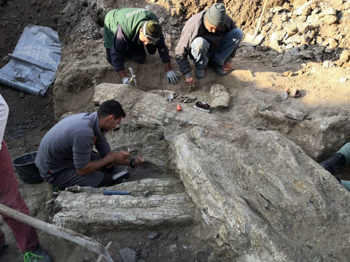 Μυτιλήνη: Δεκατέσσερις εντυπωσιακοί απολιθωμένοι κορμοί δέντρων, βρέθηκαν στο Σίγρι