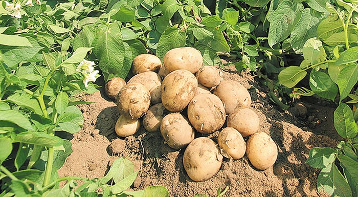 me-kales-times-archise-i-syllogi-tis-kalokairinis-patatas-214176